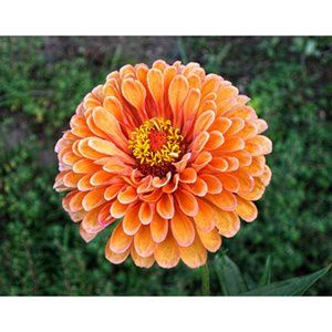 Dahlia  11 x 14 print